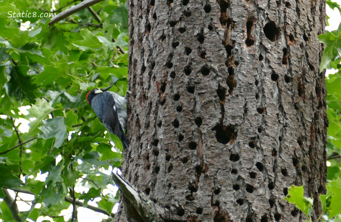 Acorn Woodpecker standing on the side of the granary tree trunk