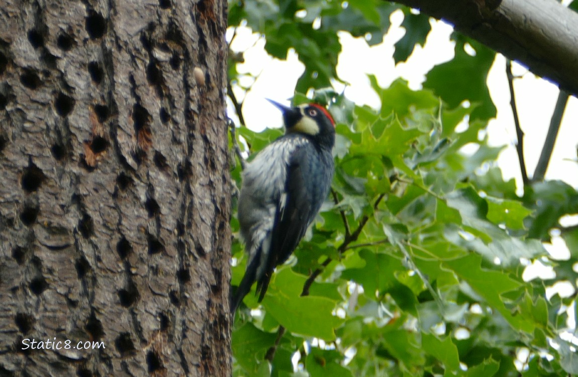 Acorn Woodpecker standing on the side of the granary tree trunk