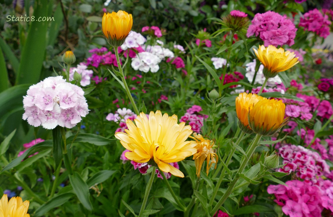 Calendulas and Garden Pinks