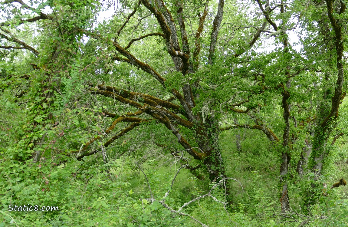 Trees in the forest