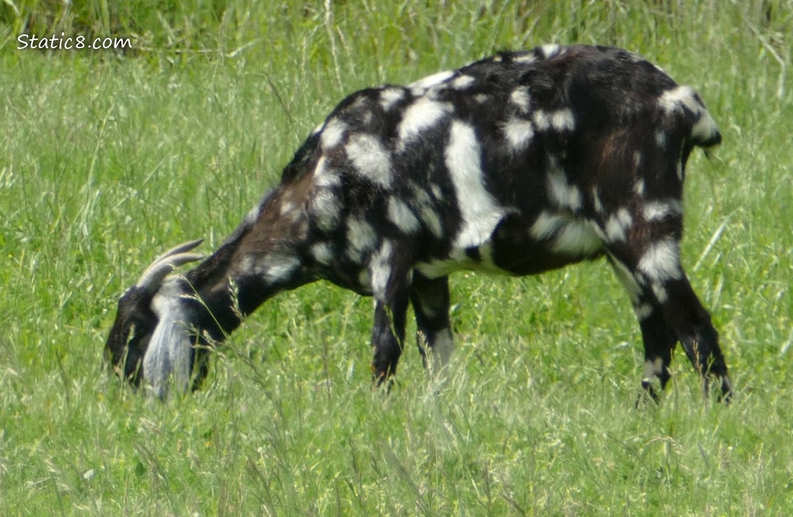 Black and white polka dot goat eating grass