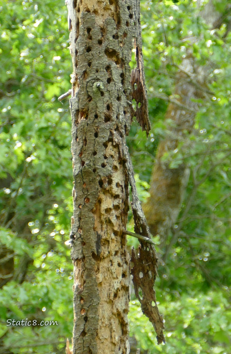 Close up of a granary tree