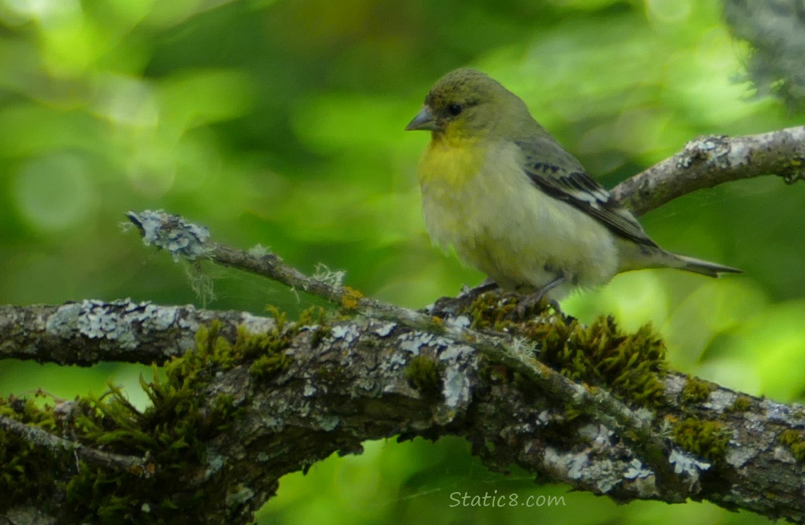 Lesser Goldfinch standing on a mossy branch