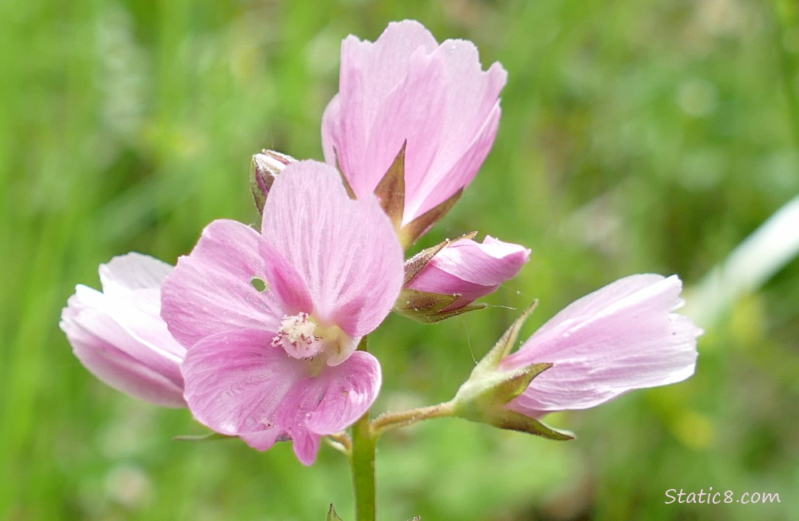 Pink Mallow blooms