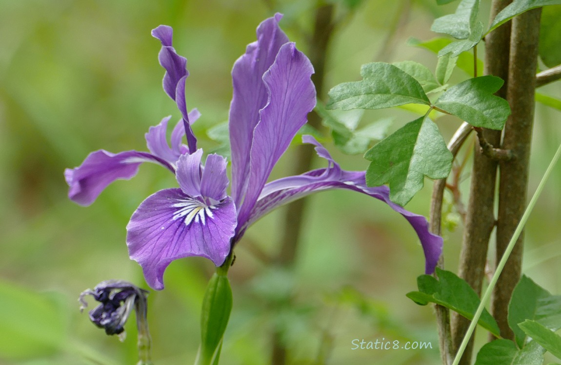 Purple Iris