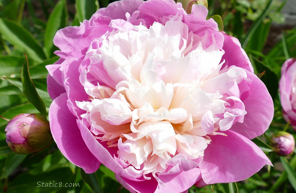 Pink and white Peony bloom