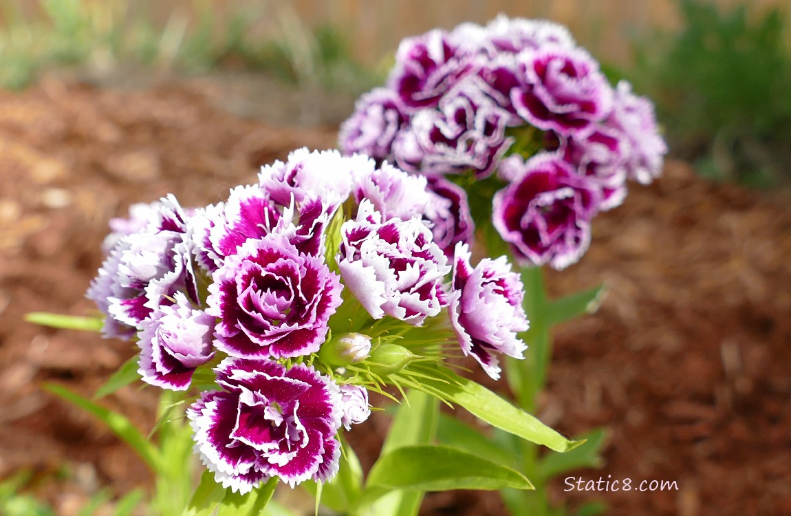 Garden Pinks