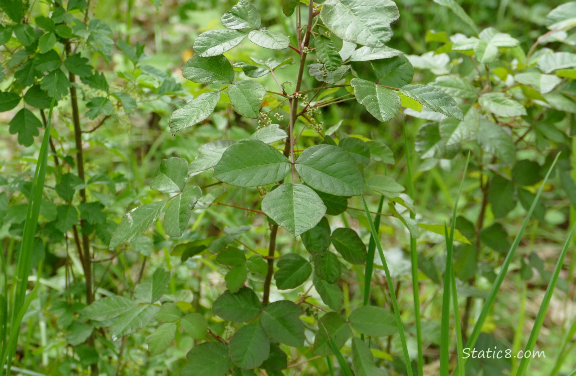 Poison Oak leaves