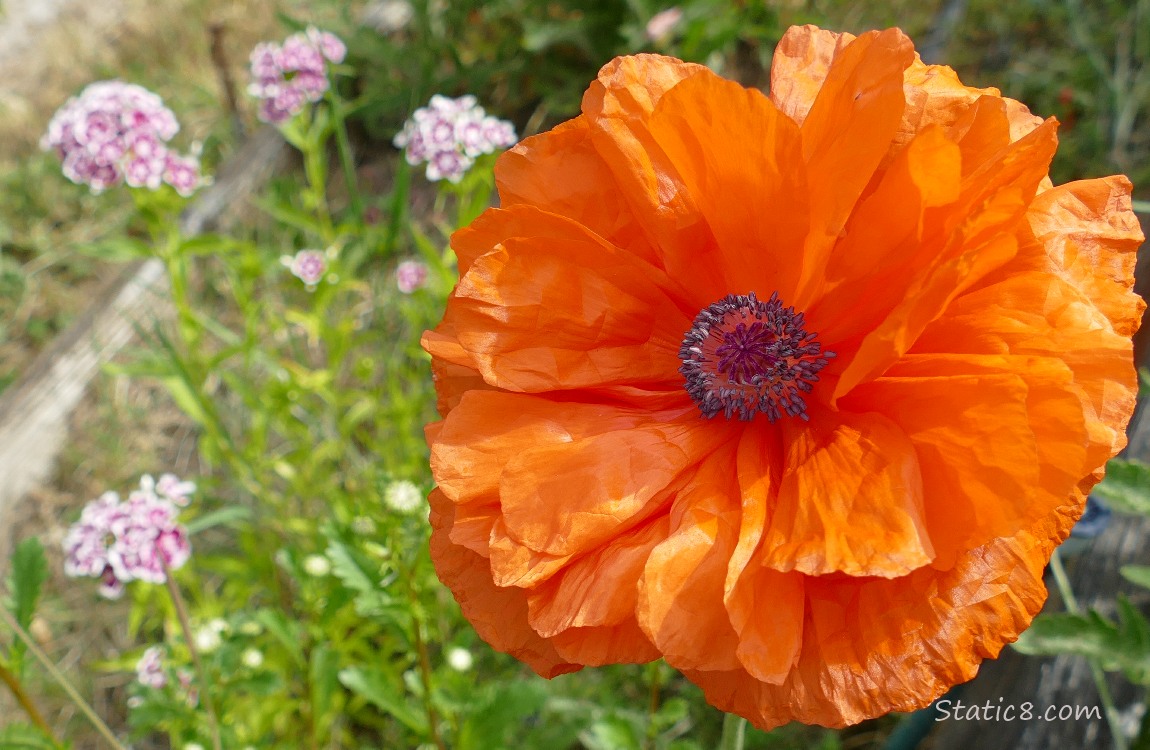 Orange Opium Poppy with Garden Pinks in the background