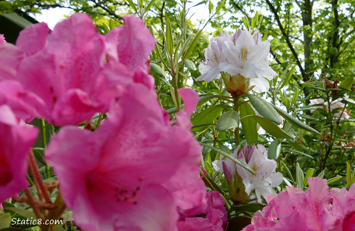 Pink Rhododendrons