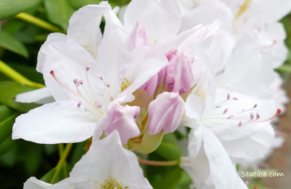 white Rhododendron blooms