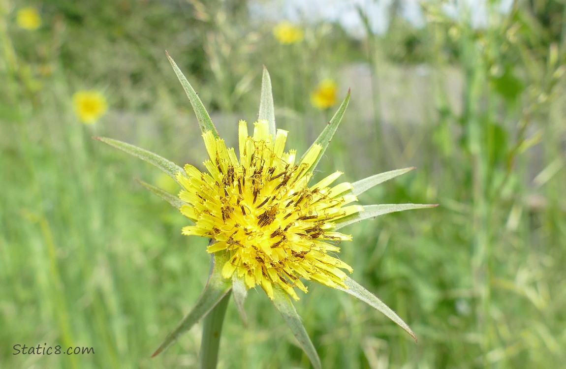 Yellow Salsify bloom in the grass