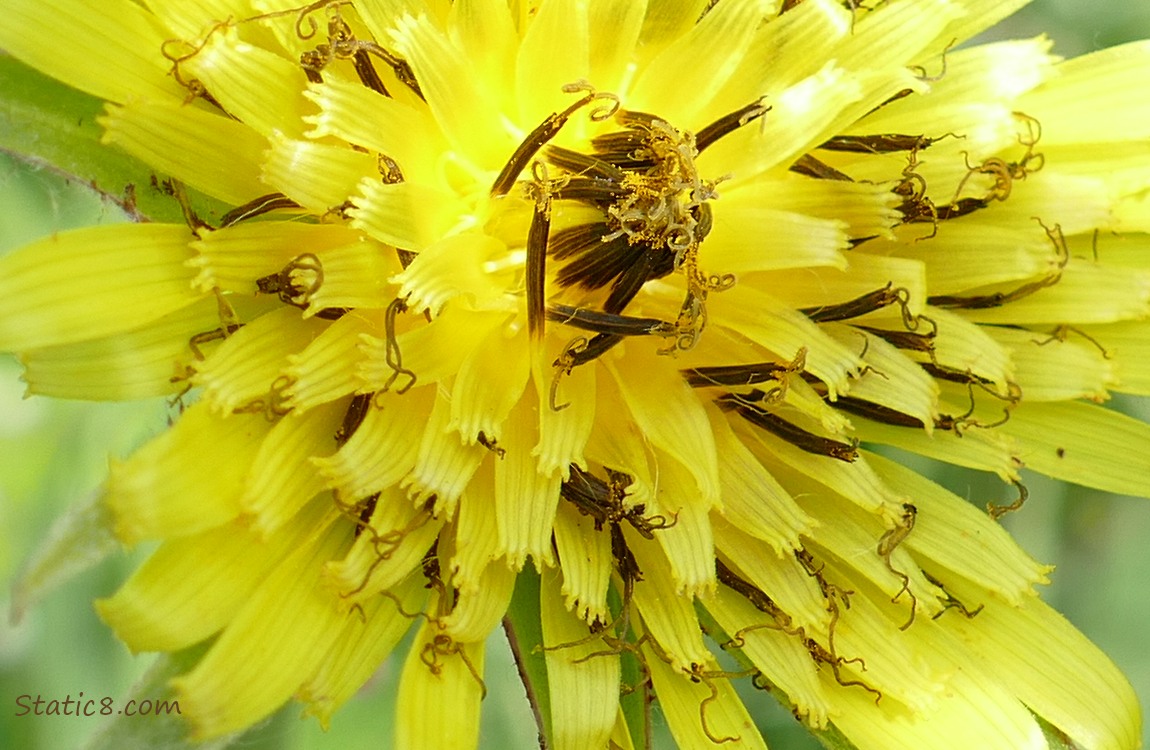 Close up of Yellow Salsify bloom