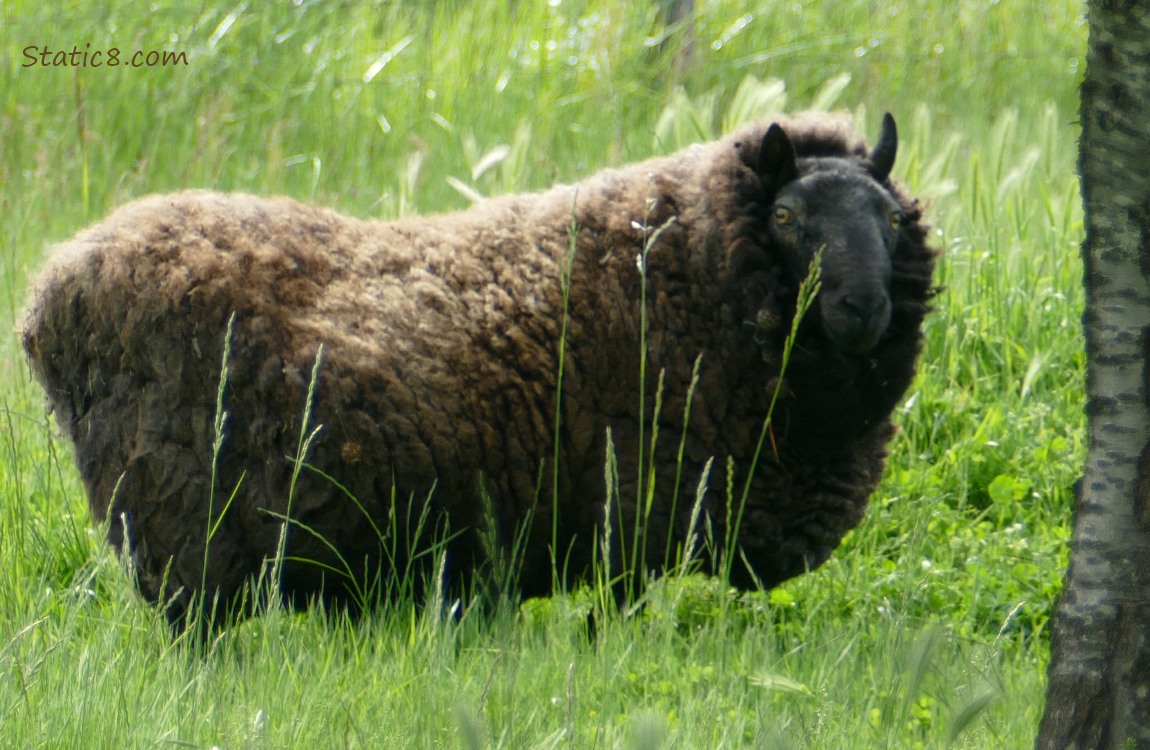 Brown sheep standing in the grass