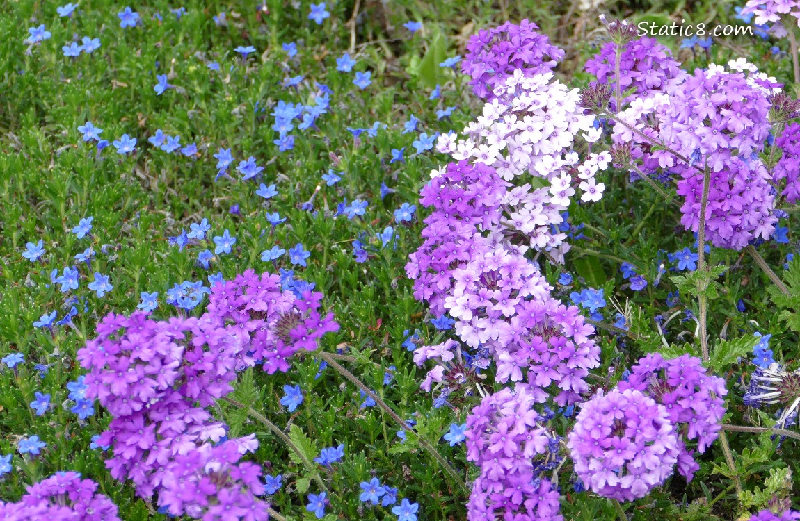 Blue and purple flowers in the grass