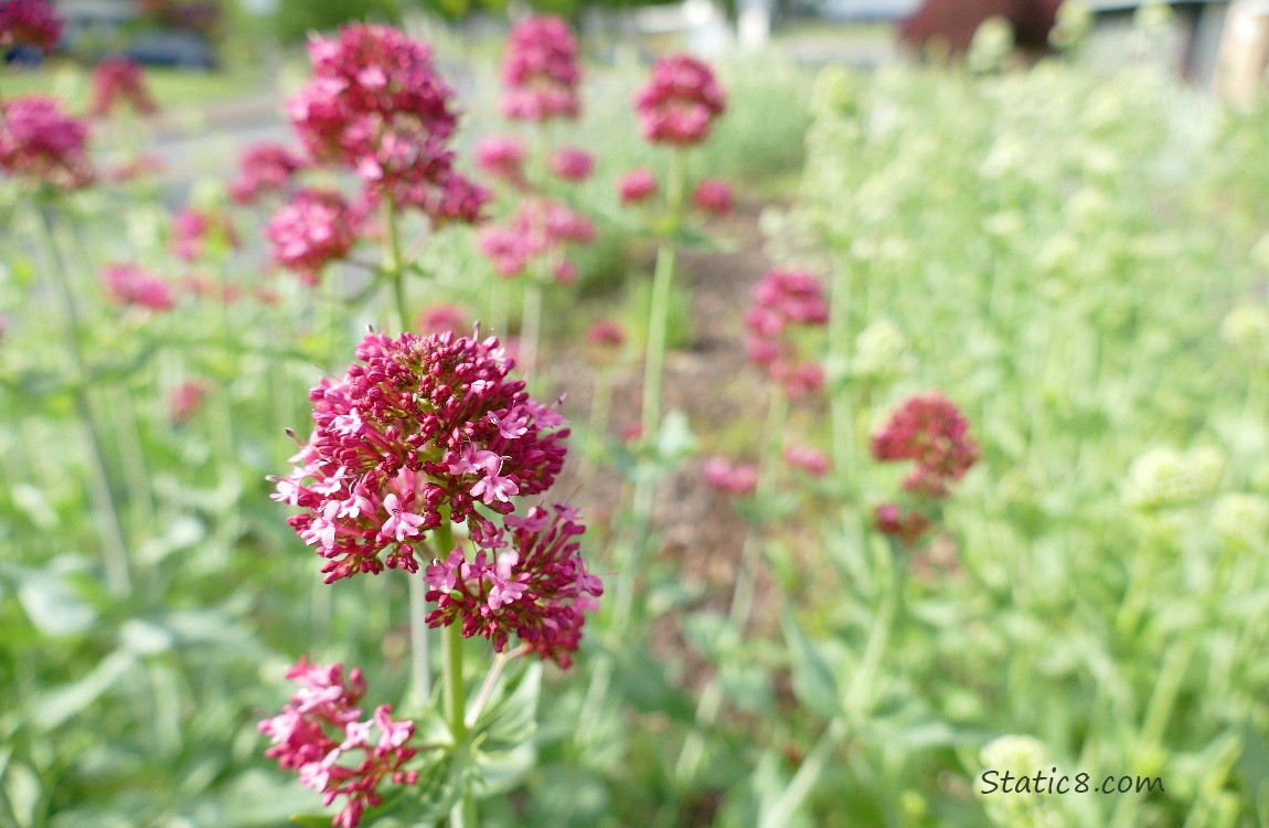 Pink flowers