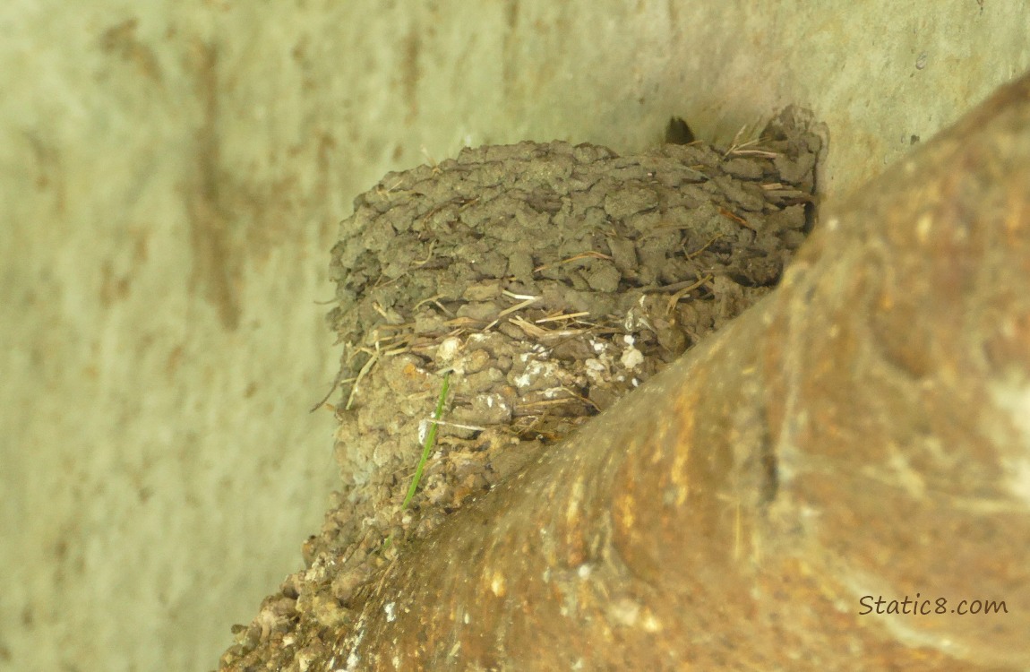 Barn Swallow nest on a pipe under a bridge