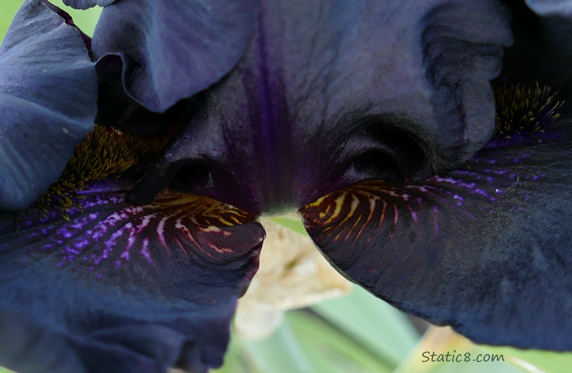 Close up of colours on black iris petals