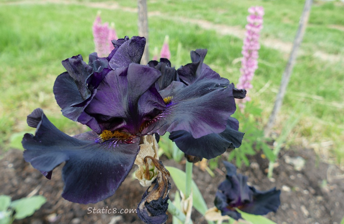 Black Iris blooms