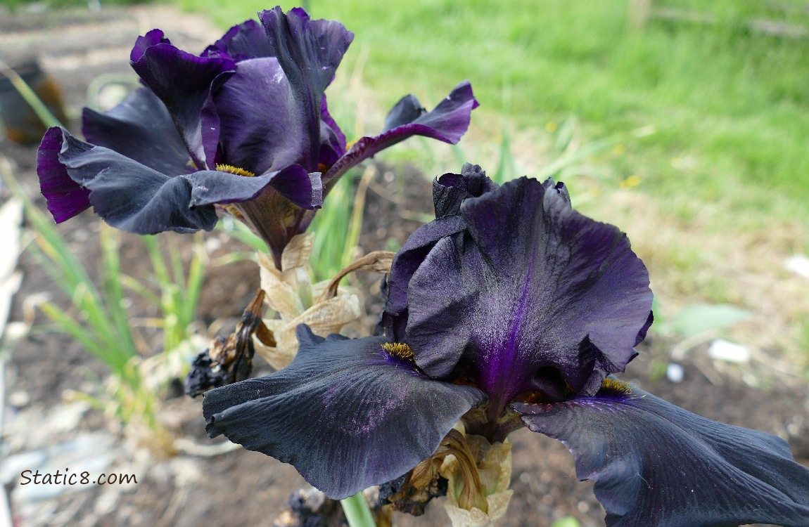 Black Iris blooms