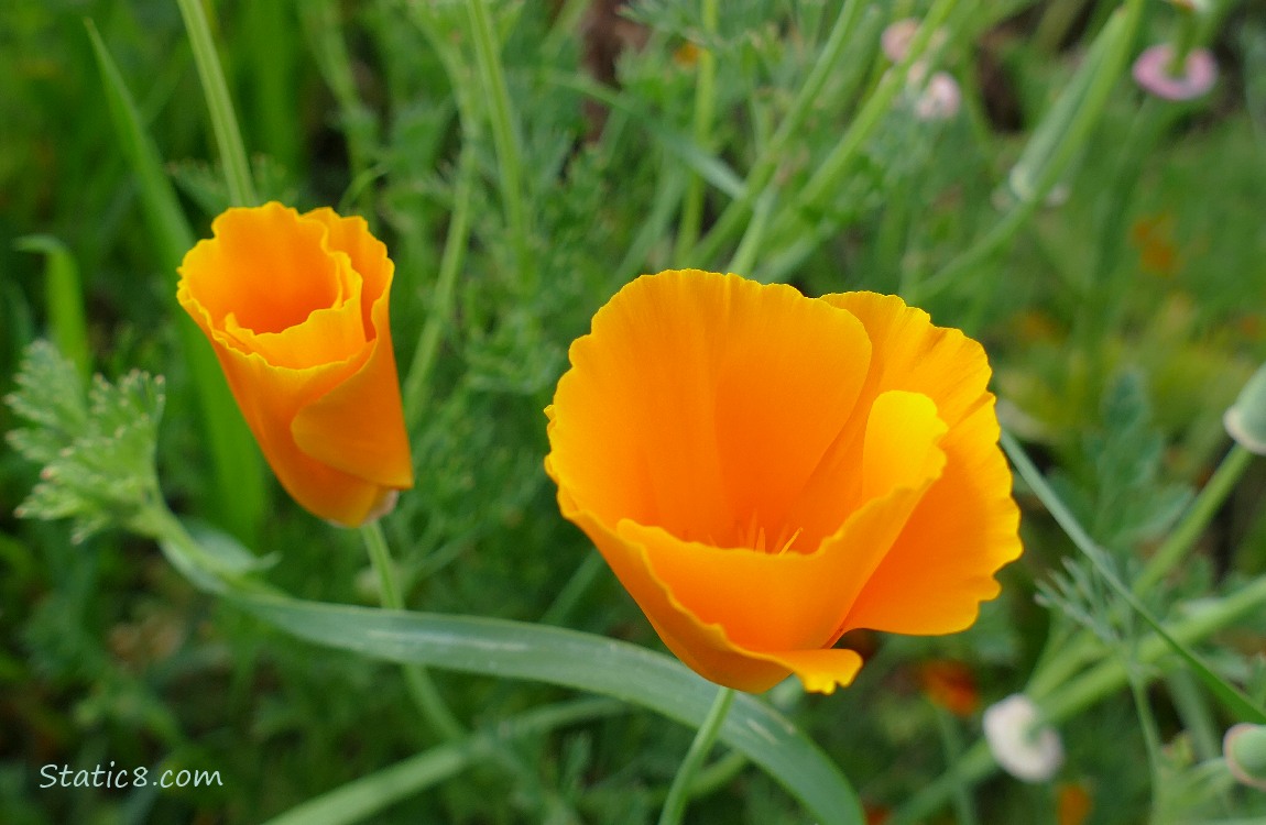 California Poppy blooms