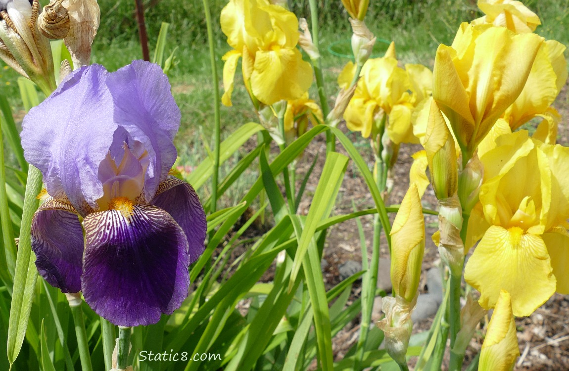 Iris blooms in purple and yellow