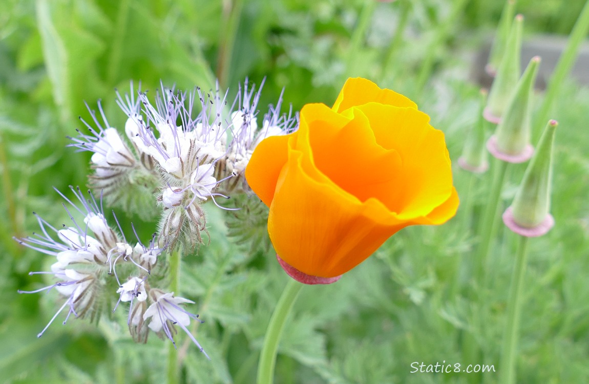 Lacy Phacelia blooms and a California Poppy Bloom