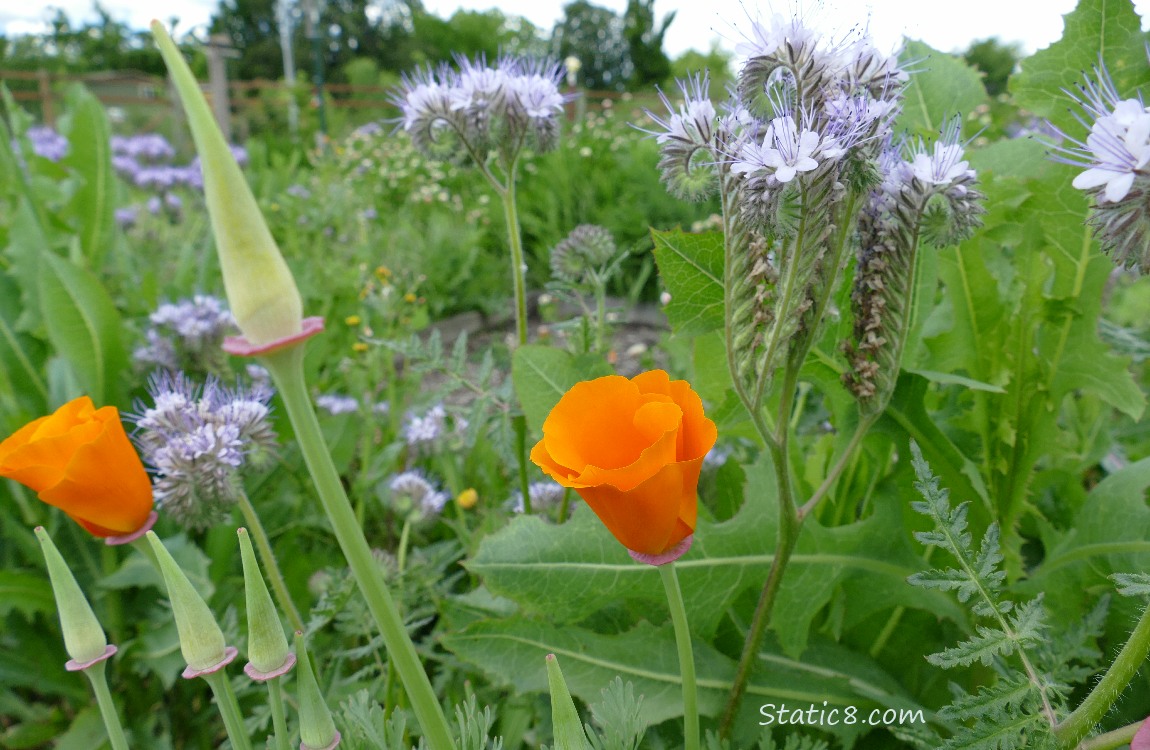 Lacy Phacelia blooms and a California Poppy Bloom