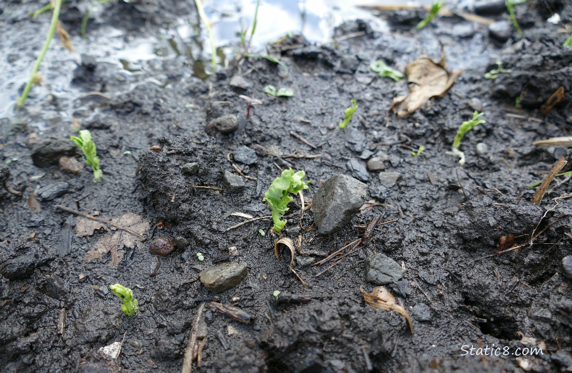 Pea seedlings coming up out of the dirt