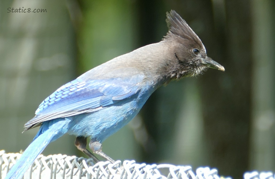 Steller Jay standing on a chain link fence, looking down