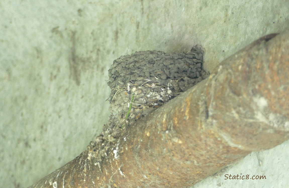 Barn Swallow nest on a pipe under a bridge