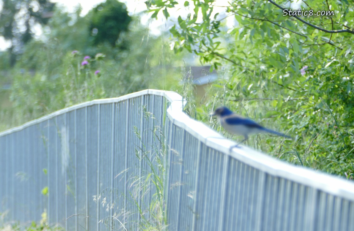 Blurry Scrub Jay standing on a railing that retreats into the distance