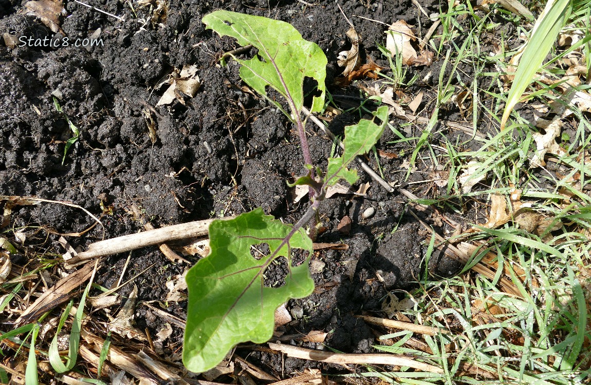 Eggplant, leaves have been munched by slugs