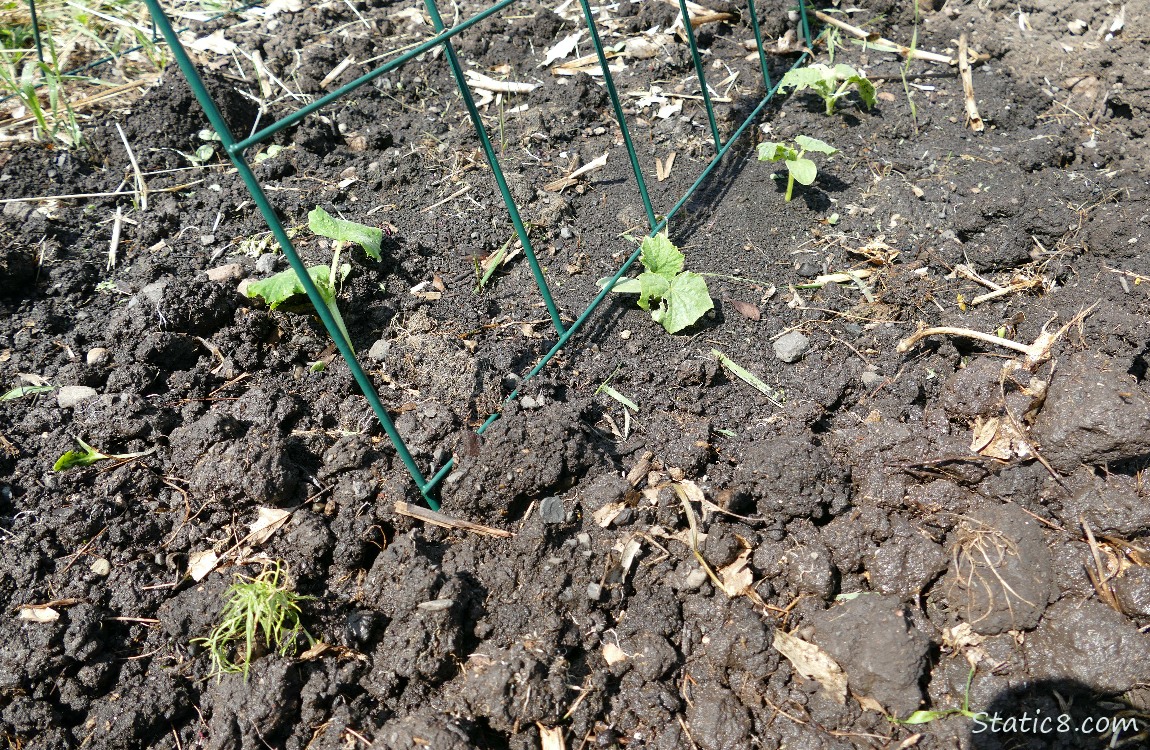 Small Cucumber plants growing in the dirt