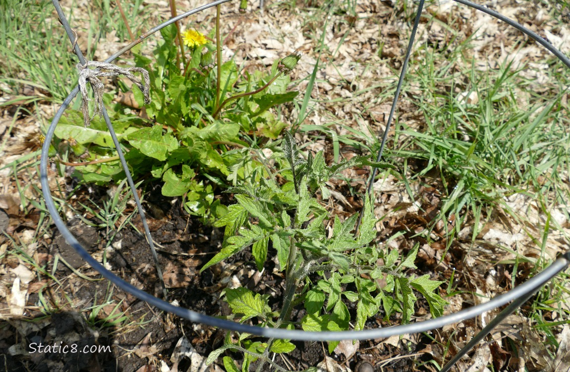 Tomato plant