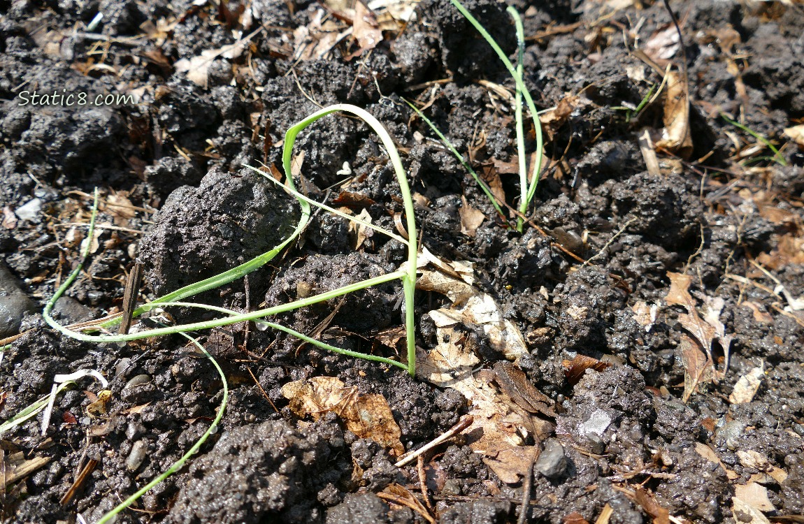 Leeks planted in the dirt