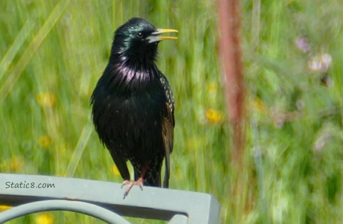 Starling standing on the back of a garden chair