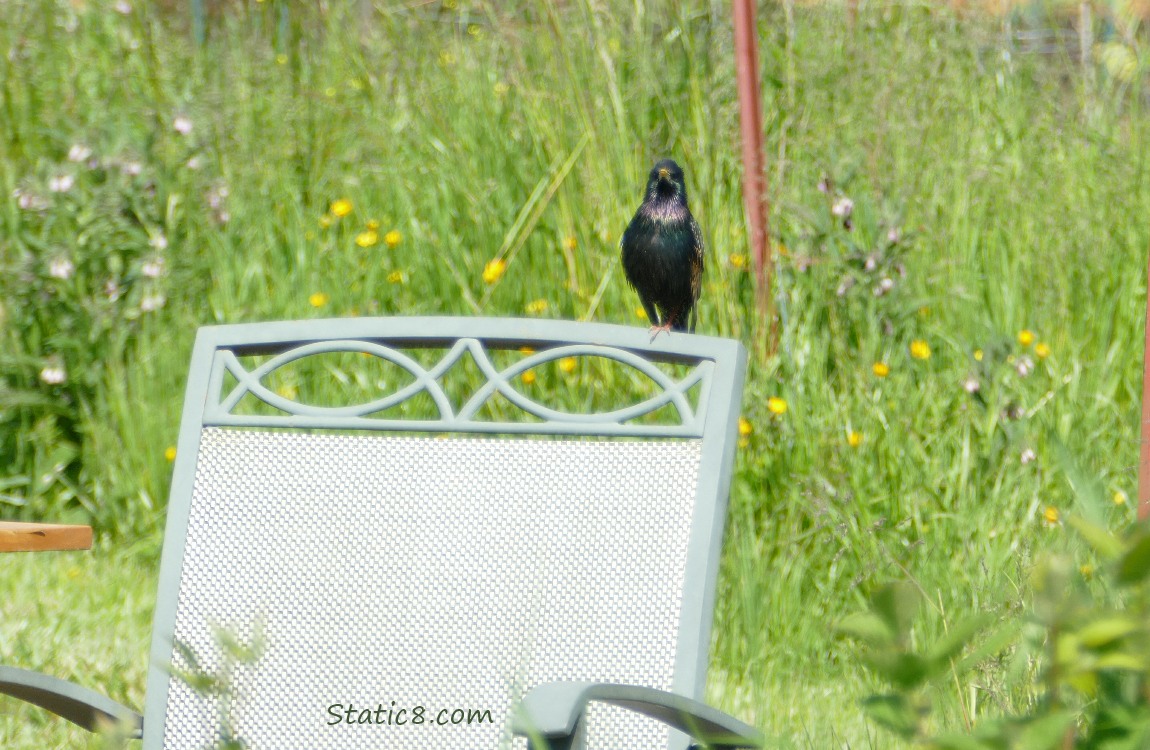 Starling standing on the back of a garden chair