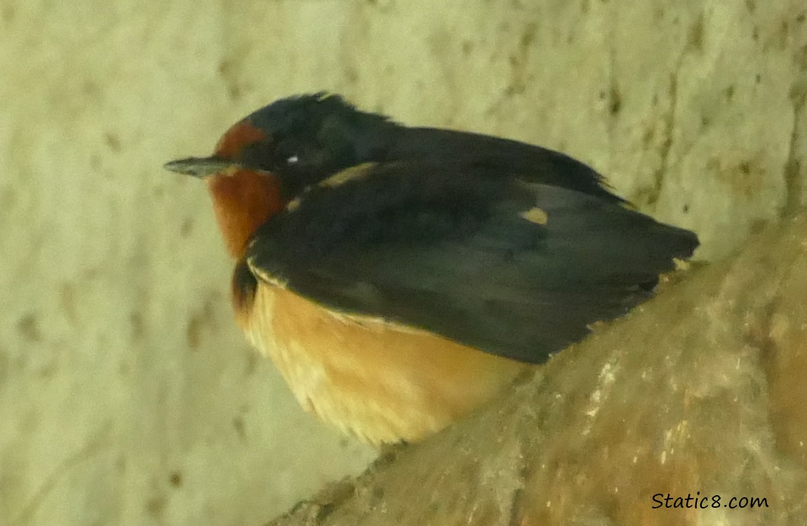 Barn Swallow standing on a pipe