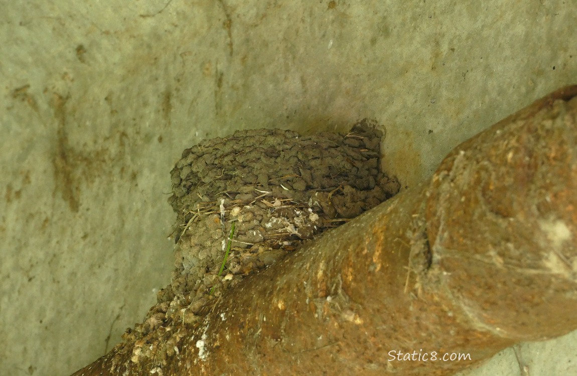 Empty nest on a pipe, under a bridge