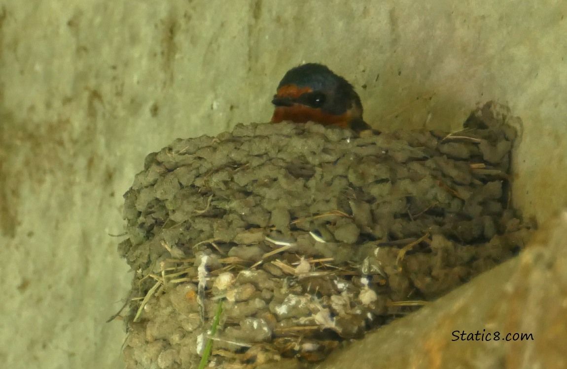 Barn Swallow sitting in her nest