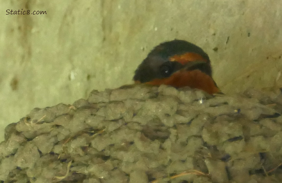 Barn Swallow sitting in her nest