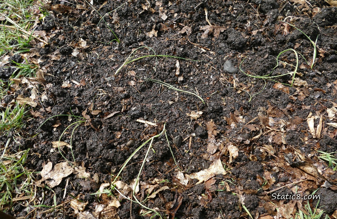 Leek seedlings laying on the ground