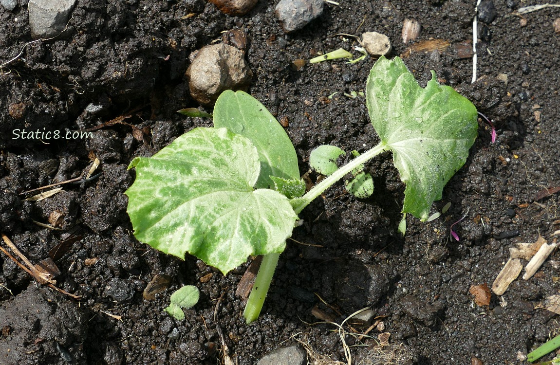 Sunburned leaves of a small cucumber plant