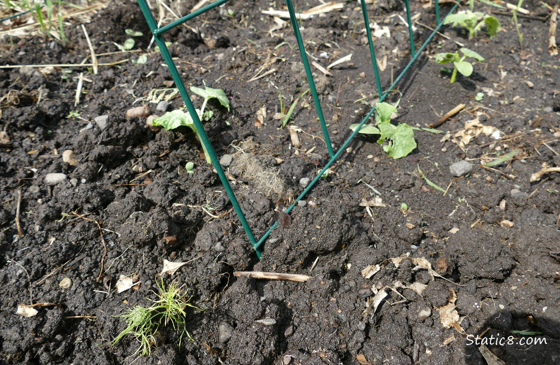 Cucumber plants