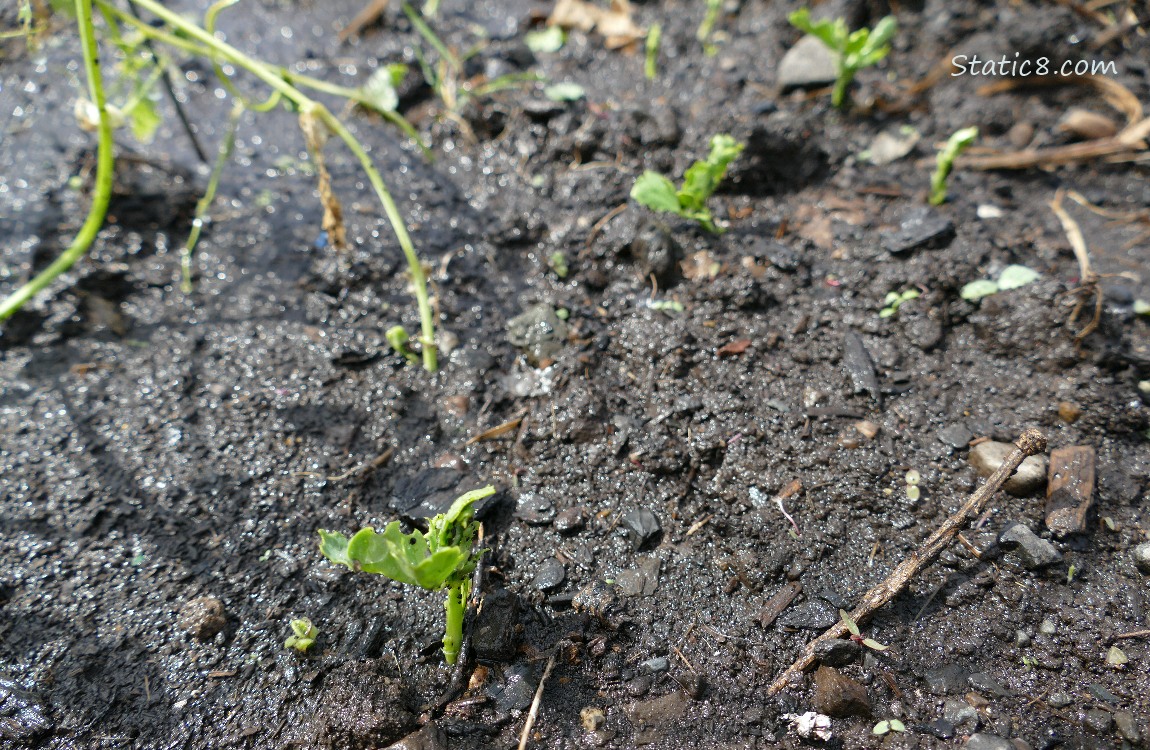 Pea seedlings coming up