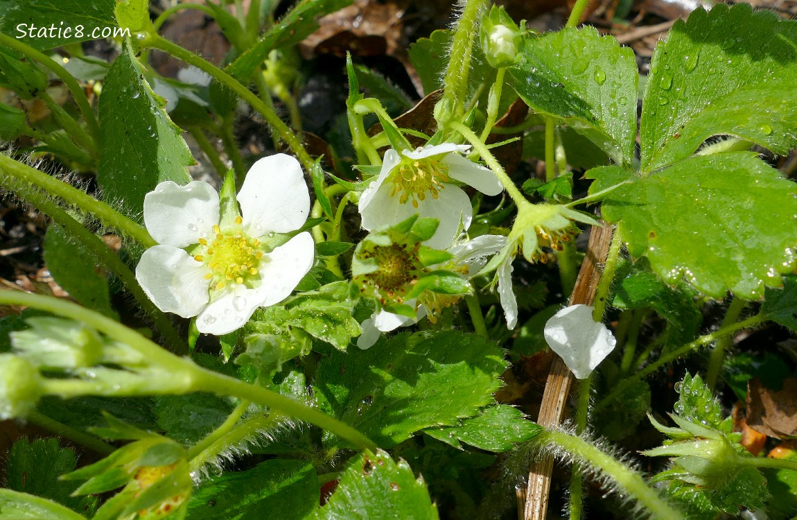 Strawberry plants with blooms