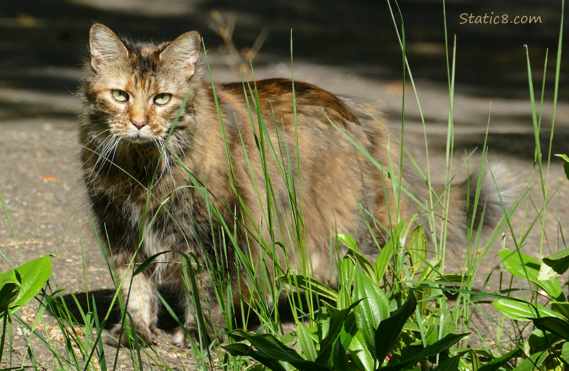 Longhair tortishell cat standing on the sidewalk behind some grass