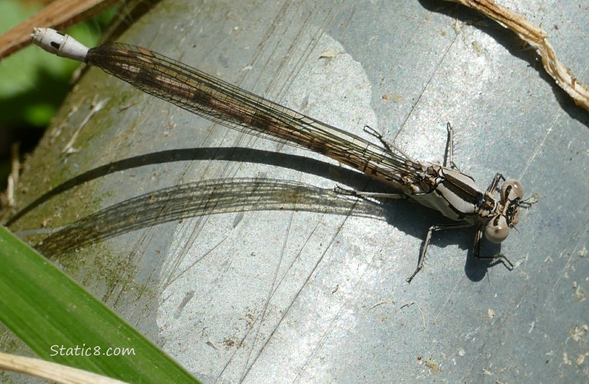 Tan and black Damselfly, standing on a metal pipe