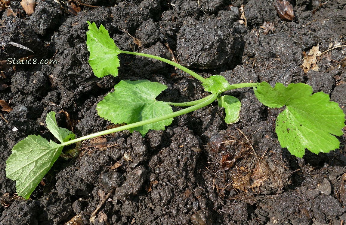 Zucchini planted in the dirt